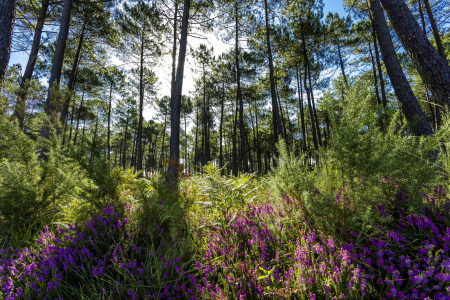 foret des landes